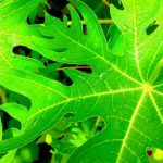 Papaya Leaves Can Treat Cancer Tumor